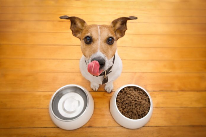 Can I Feed My Dog Wet and Dry Food