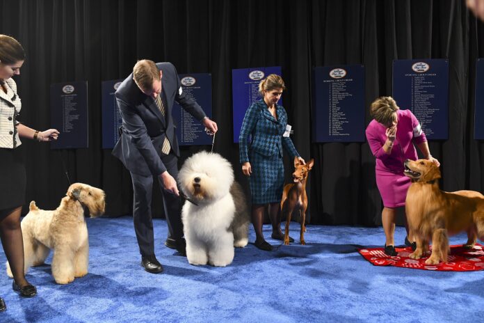 dog show