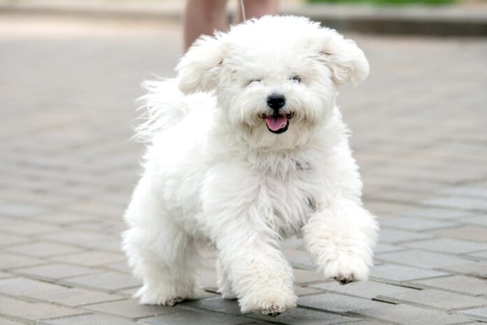 fluffy dog breeds