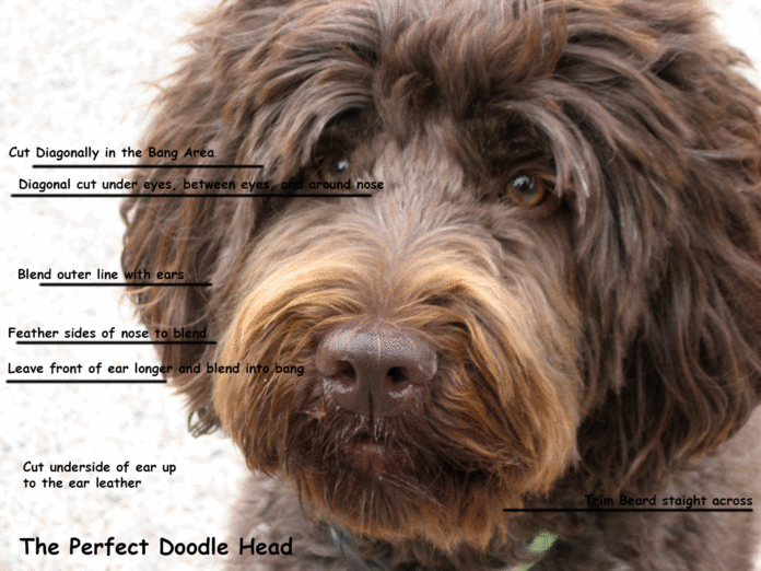 how to trim goldendoodle face