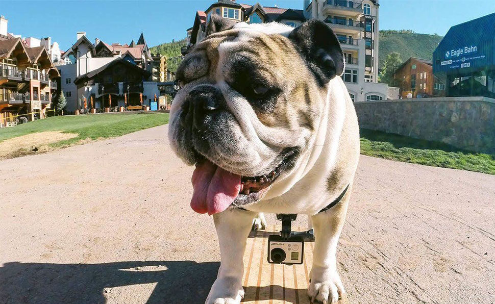 pet dog camera
