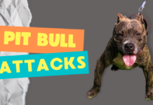 pitbull Attacks