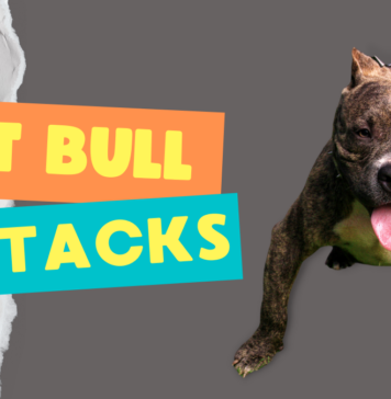 pitbull Attacks