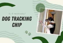 should you put Dog Tracking Chip