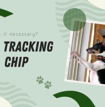 should you put Dog Tracking Chip
