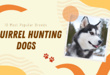 squirrel hunting dogs