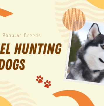 squirrel hunting dogs