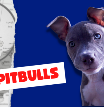 uk pitbulls