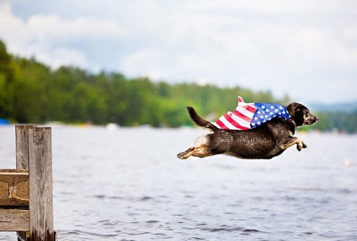Dog flying in US