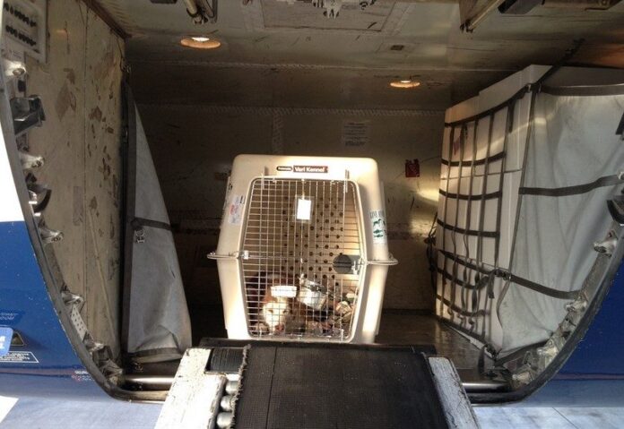 Dog in cargo of a plane