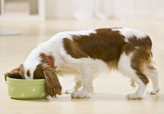 Puppie eating from a bowl