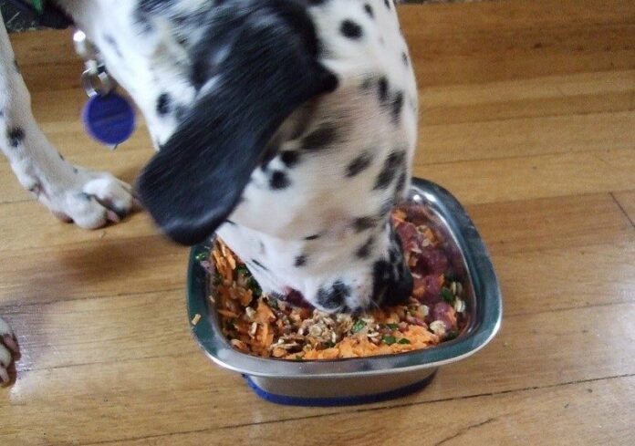 Homemade dog food