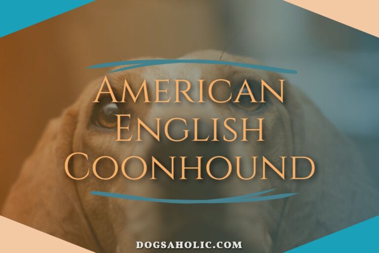 American English Coonhound – Dog Breed