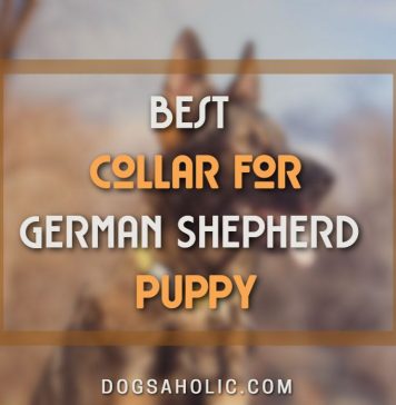 Best Collar for German Shepherd Puppy