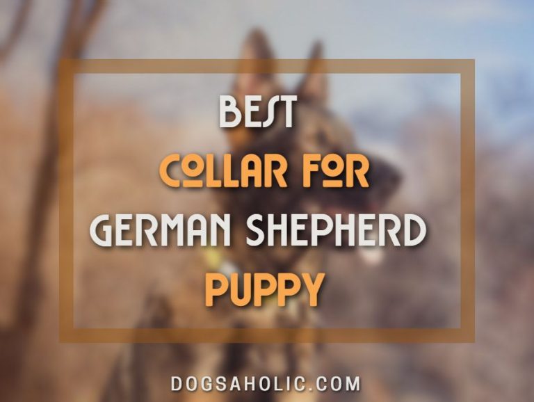 Best Collar for German Shepherd Puppy