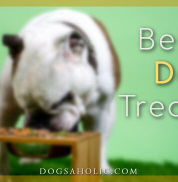 Best Dog Treats
