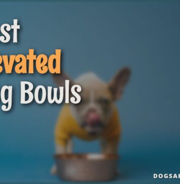 Best Elevated Dog Bowls