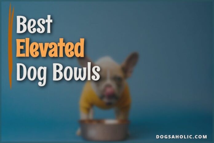 Best Elevated Dog Bowls