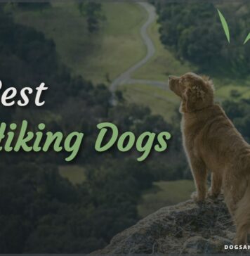 Best Hiking Dogs