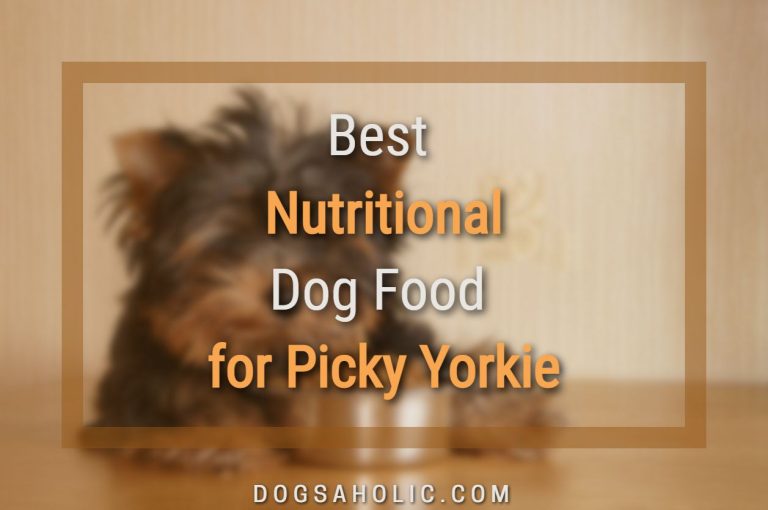 Best Nutritional Dog Food for Picky Yorkie