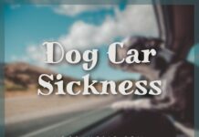 Dog Car Sickness