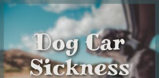 Dog Car Sickness
