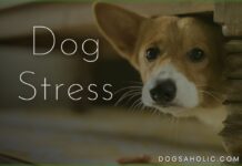 Dog Stress