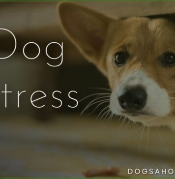 Dog Stress