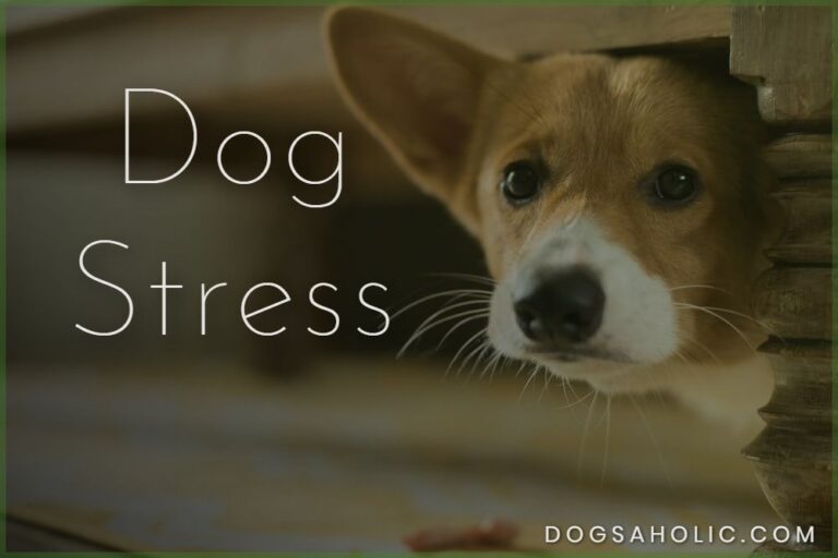 Dog Stress