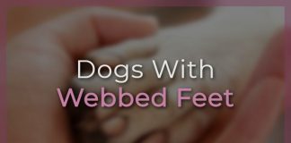 Dogs With Webbed Feet