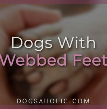 Dogs With Webbed Feet