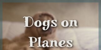 Dogs on Planes