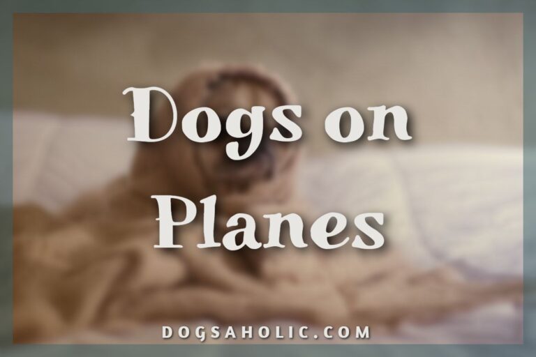 Dogs on Planes
