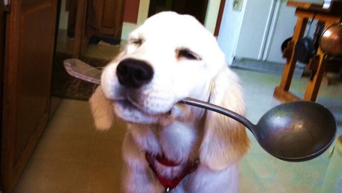 Doog with a spoon