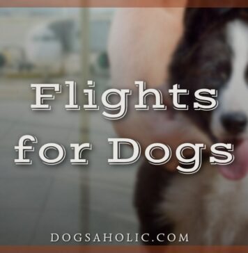 Flights for Dogs