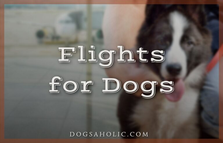 Flights for Dogs