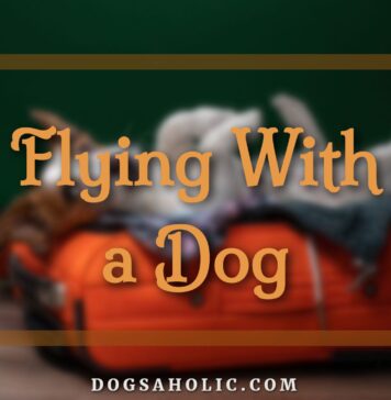 Flying With a Dog