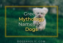 Greek Mythology Names for Dogs