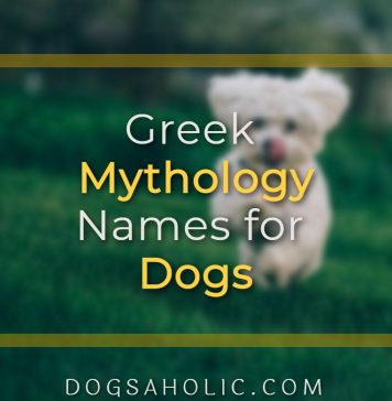 Greek Mythology Names for Dogs