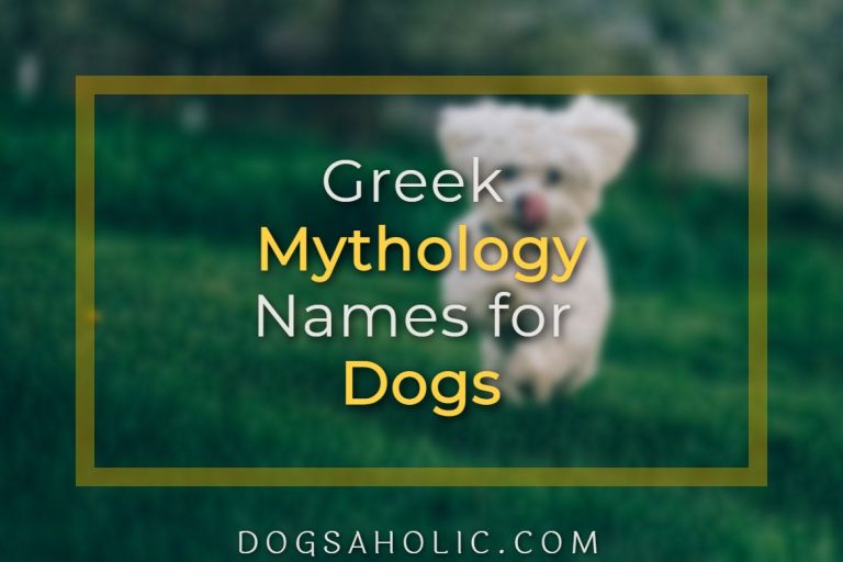 Greek Mythology Names for Dogs