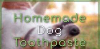 Homemade Dog Toothpaste