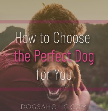 How to Choose the Perfect Dog for You