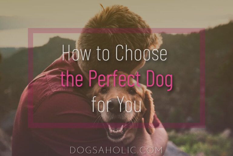 How to Choose the Perfect Dog for You