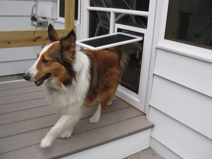 How to Train the Dog to Use the Dog Door