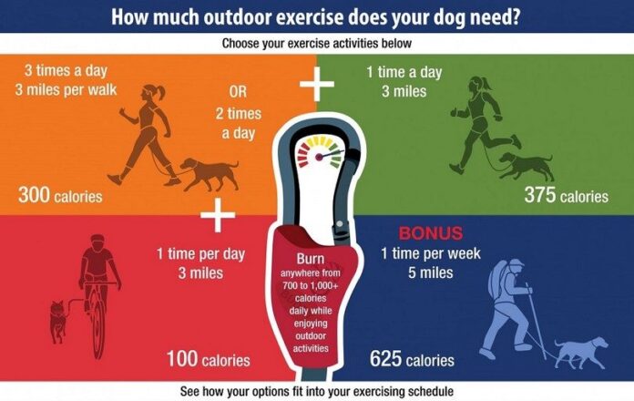 Outdoor exercise for your dog
