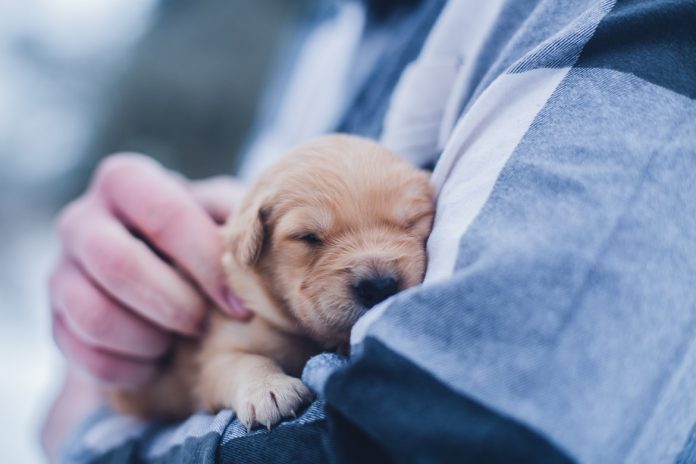 Overnight Scheduling for Your Puppy