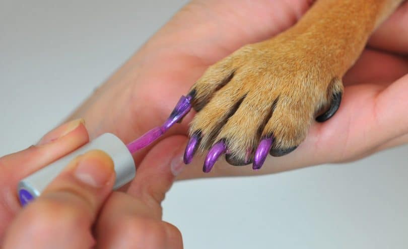 Painting dog's nails