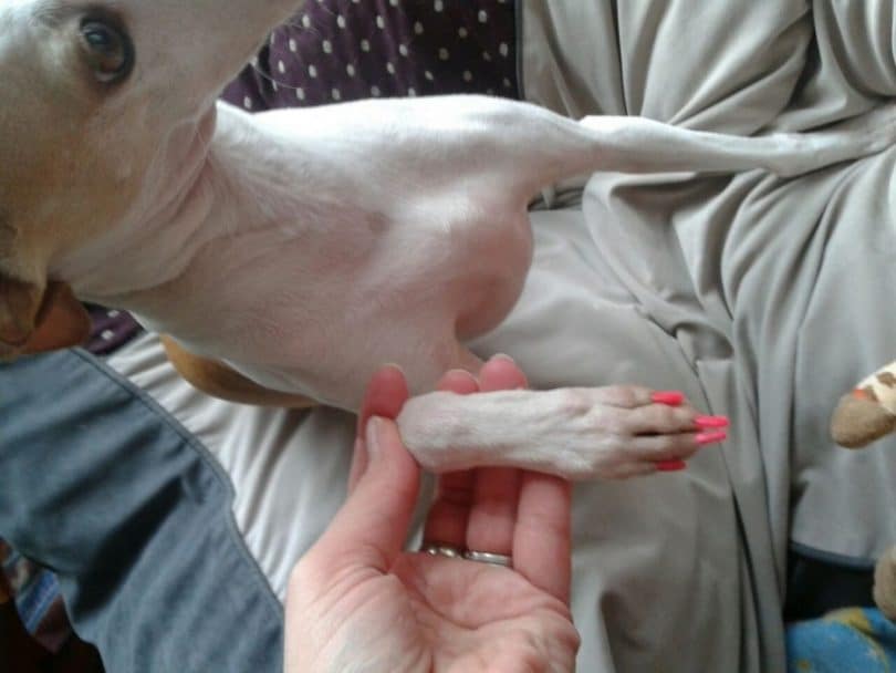Polishing dog's nail