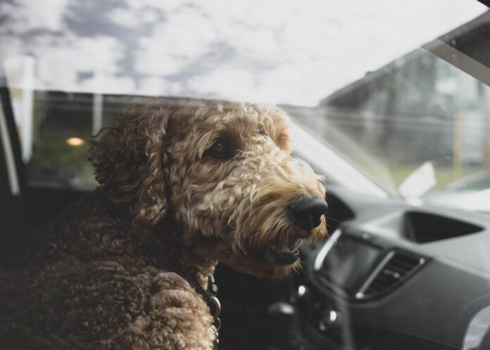 Prevent motion sickness in dogs