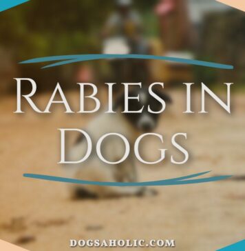 Rabies in Dogs